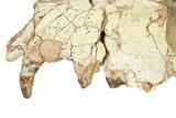 Fossil Hyaenodon Partial Skull - South Dakota #342200-8